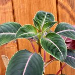 Netýkavka (Impatiens morsei) ‘Velvetea’– výška 15–20 cm, kont. C1L